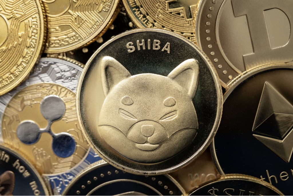 Shiba